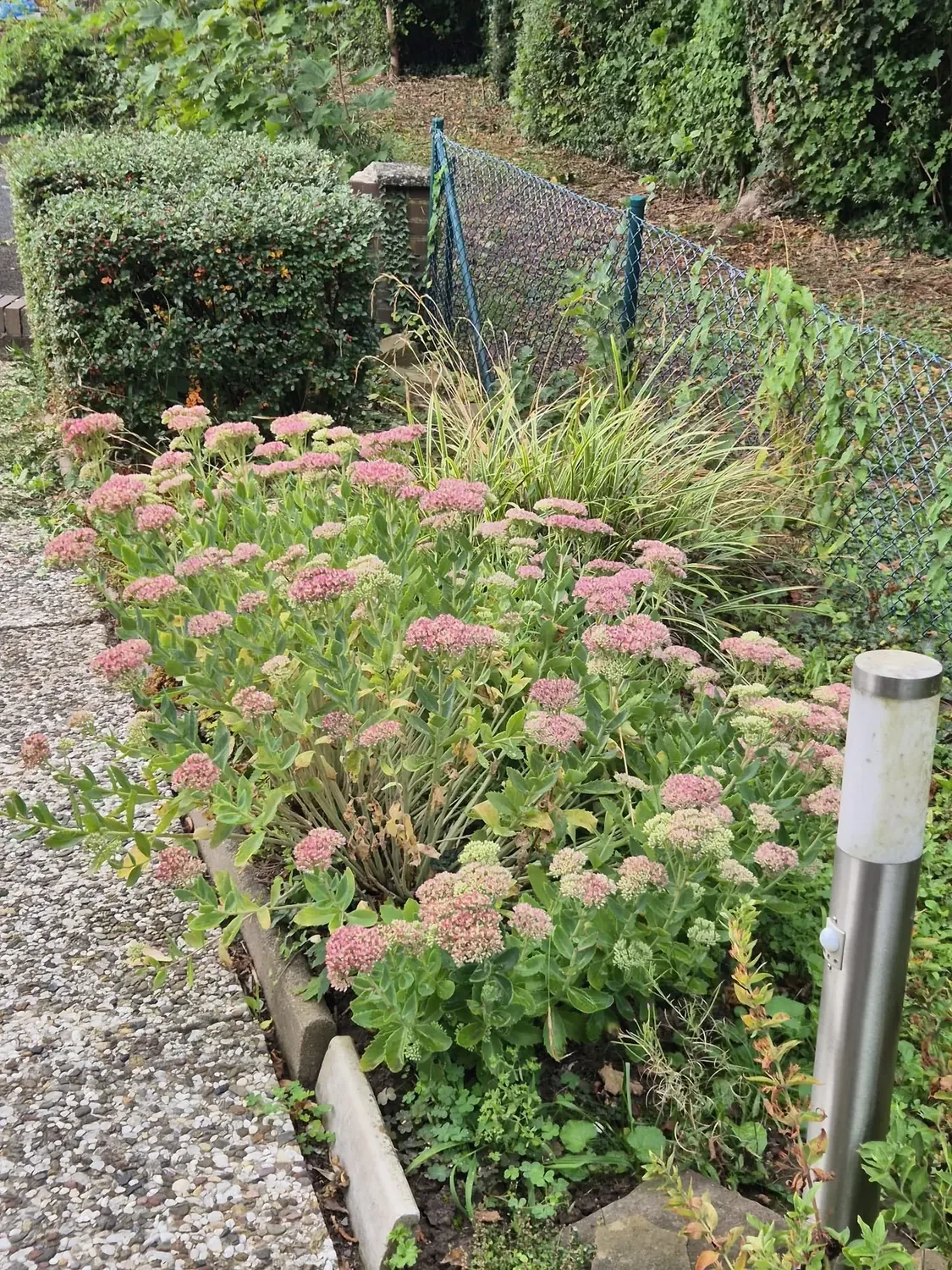 Gartenpflege – Bild 9